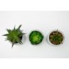 (4 pack) 3-Piece Succulent Set in Gray Cement Planters